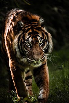 Tiger on the move