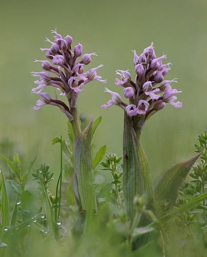 Orchidee Neotinea conica