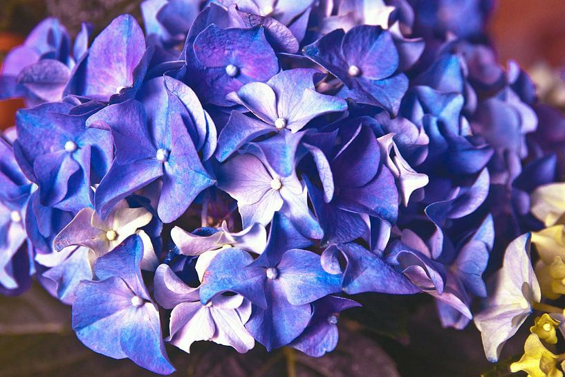 Floral still life with blue hydrangea by Silva Wischeropp