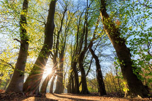 Zonsopkomst in een karakteristieke beukenlaan - Utrechtse Heuvelrug - Nederland
