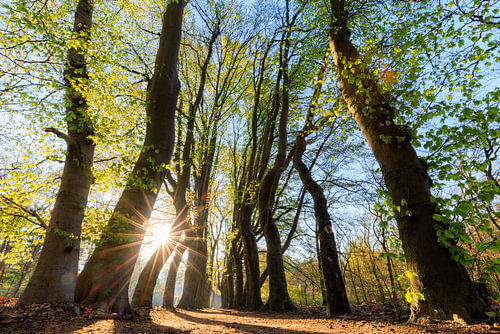 Zonsopkomst in een karakteristieke beukenlaan - Utrechtse Heuvelrug - Nederland