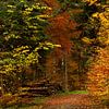 Spaziergang durch den Herbstwald. von Stefan Heesch