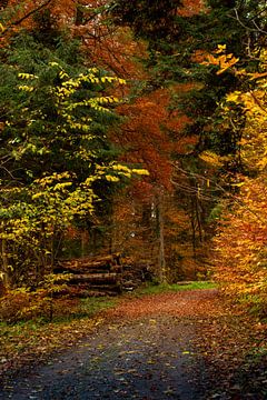 Walk through the colorful forest in autumn. van Stefan Heesch