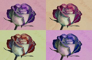 Vier kleuren rozen