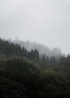 Ochtendmist tussen schotse bomen