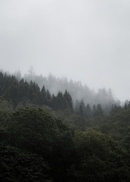 Brume matinale entre les arbres écossais sur fromkevin
