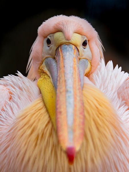 the pelican with the gaze by Martin van der Zee