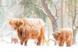 Porträt einer schottischen Hochlandrinderkuh und eines Kalbes im Schnee