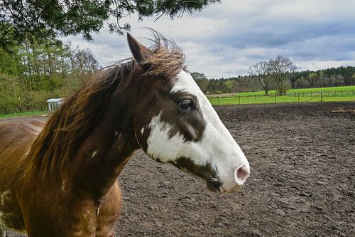 Limburgse Paardenkracht: Rust in de Lommelse Wei