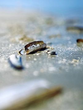 Schiermonnikoog, stilleven van scheermesjes op het strand van Dan Photo Shaman