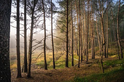 Mistige ochtend in het bos