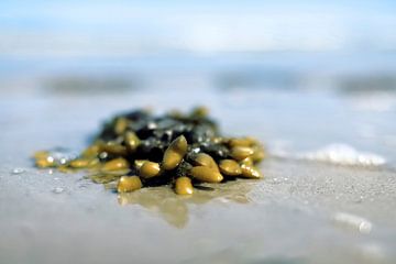 Schiermonnikoog, blaaswier en zeeschuim op het Noordzeestrand van Dan Photo Shaman