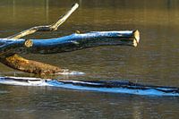 Bois gelé dans l'eau
