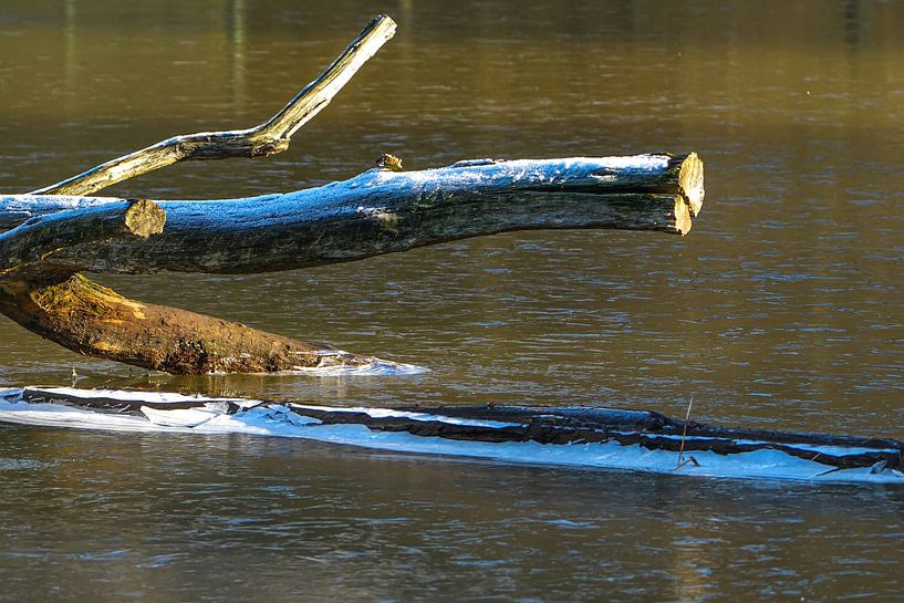 Bois gelé dans l'eau par Isabella Robbeson