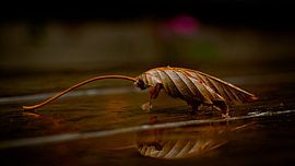 Leaf on the table by Gerhard Hoogterp