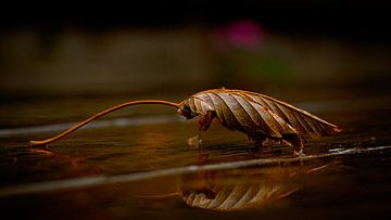 Feuille sur la table sur Gerhard Hoogterp