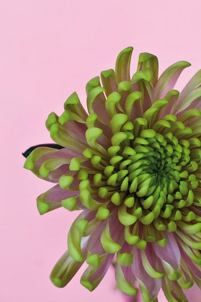 Picture of a flower in pink. by Therese Brals