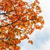 Oranje herfstbladeren tegen blauwe wolkenlucht van Laura-anne Grimbergen