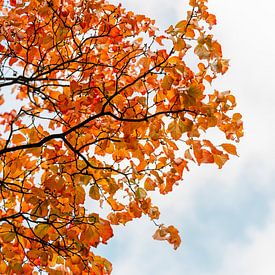 Des feuilles d'automne oranges contre des nuages bleus sur Laura-anne Grimbergen