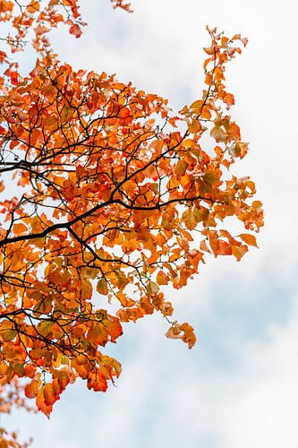 Oranje herfstbladeren tegen blauwe wolkenlucht