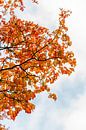 Oranje herfstbladeren tegen blauwe wolkenlucht van Laura-anne Grimbergen thumbnail