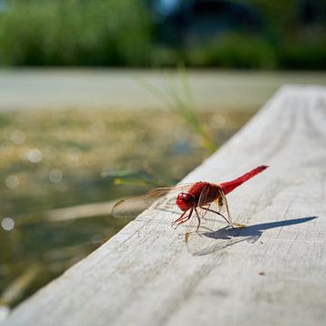 Red firefly at the lake by Heiko Kueverling