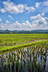 Spiegelung des blauen Himmels über den grünen Reisfeldern Indonesiens
