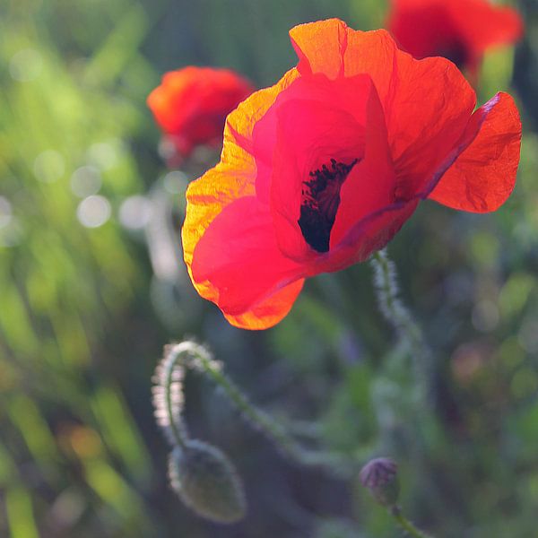 Rode Klaproos / papaver van geen poeha