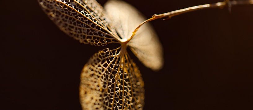 blossomed by Marieke Funke