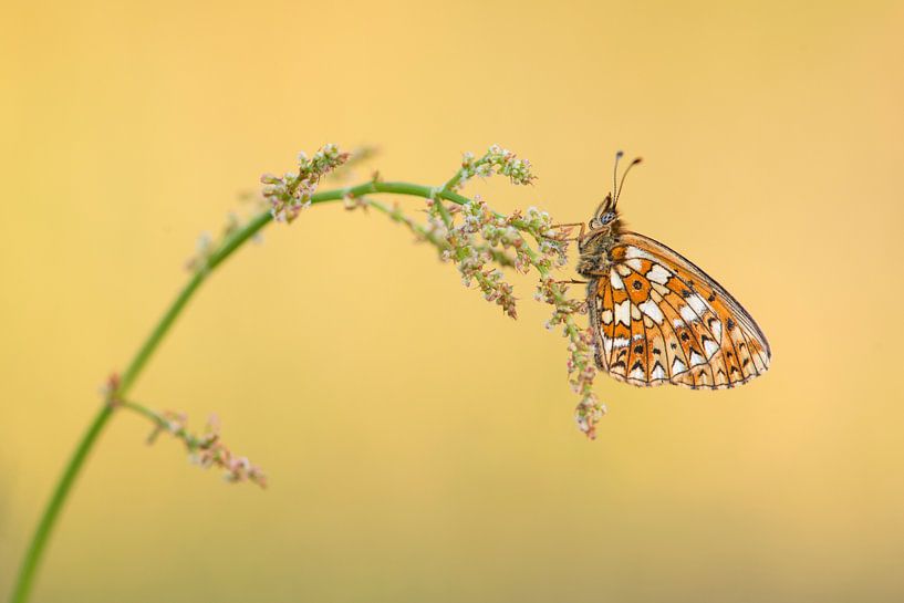 Silbermond von Elles Rijsdijk