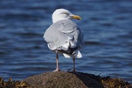 Herring gull on rock in Denmark by Mark Koolen