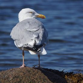 zilvermeeuw op rots in Denemarken van Mark Koolen