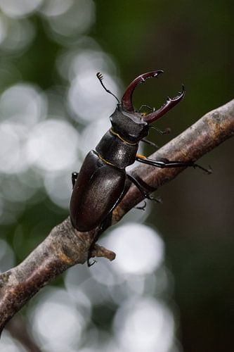 Vliegend hert man in dreighouding