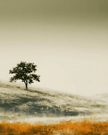 Ein einsamer Baum im ersten Licht des Morgens von Mosaic Dialogue