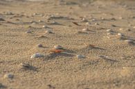 Schelpen op het strand van Leo Luijten thumbnail