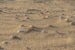 Schelpen op het strand van Leo Luijten