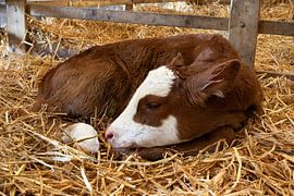 Sweet young cow calf, one week old, lies in the straw