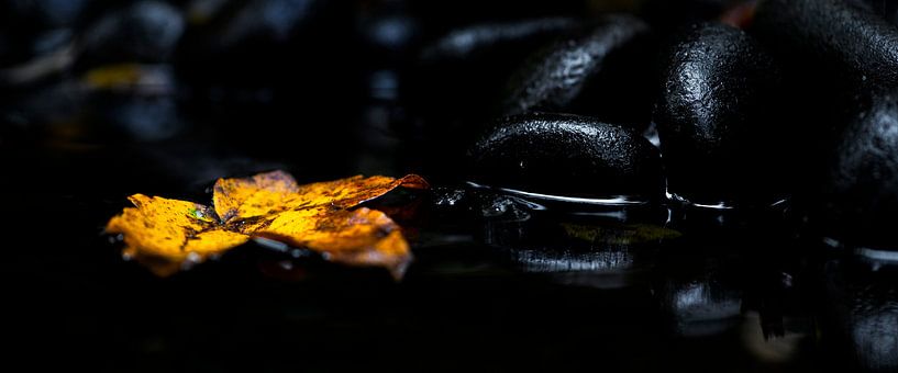 Goud blad in zwart water von Sense Photography