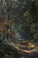 autumn morning