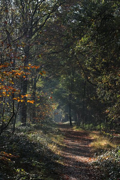 matin d'automne par jan kools