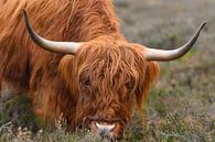 Schotse Hooglander close up portret van Sjoerd van der Wal Fotografie thumbnail