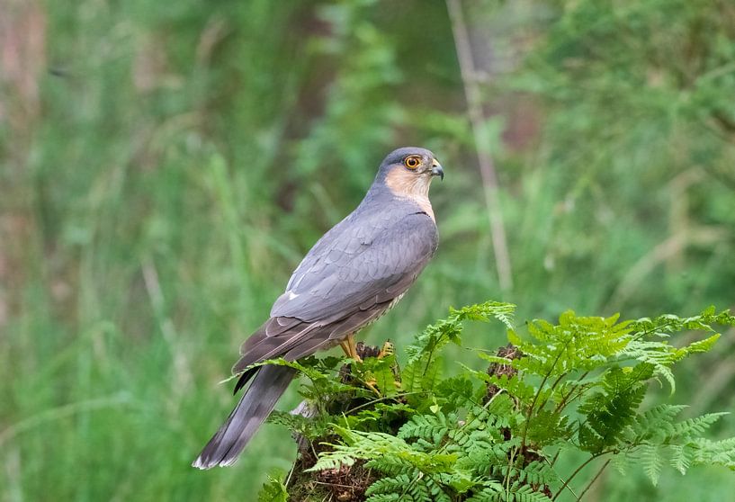 Sparrowhawk by Merijn Loch
