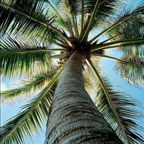 Palme im Himmel