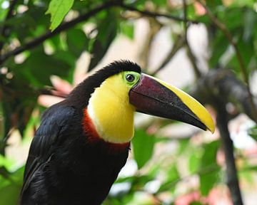 Black-billed toucan, a large toucan species from Central and South America by Rini Kools