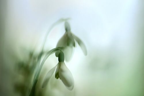 Sneeuwklokjes voorbodes van de lente
