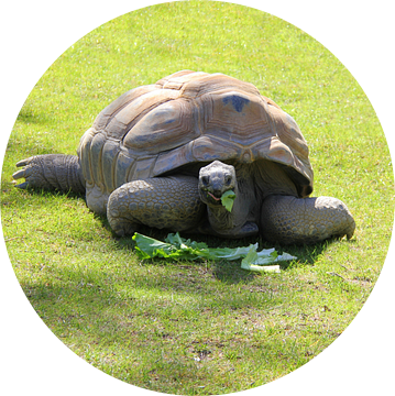 Aldabra Schildpad. van Jose Lok