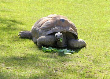 Aldabra-Schildkröte. von Jose Lok