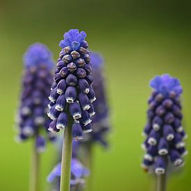 Grape hyacinths, macro shot with shallow depth of field by Peter Apers