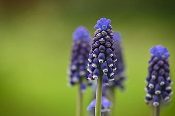 Jacinthes de raisin, photo macro avec faible profondeur de champ