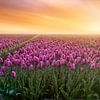 Purple tulips in the mist with sunrise by eric van der eijk